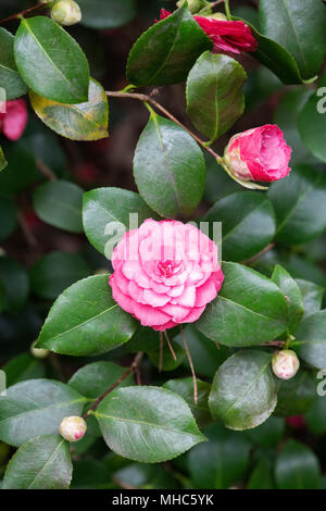 Camellia japonica 'Sarah frost' Fleur Banque D'Images