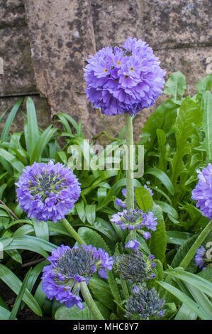 Primula denticulata également appelé Drumstick primula dans de plus en plus envahis par les sauvages parterre. Banque D'Images