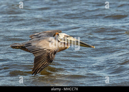 Le Pélican brun en vol au nord de l'île Deer Pelican Rookery de Galveston Bay. Banque D'Images