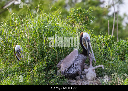 Pélican brun au nid les repas et les soins pour les oisillons à l'île Deer Rookery Pelican Bay de Galveston. Banque D'Images