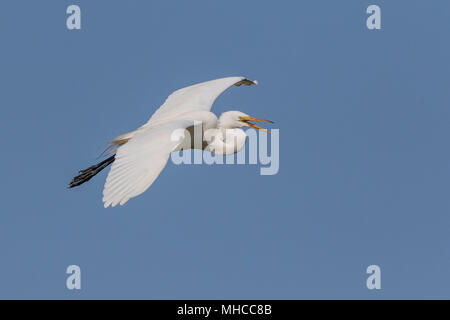 Grande Aigrette en vol à Smith Oaks Rookery at High Island, TX. Banque D'Images