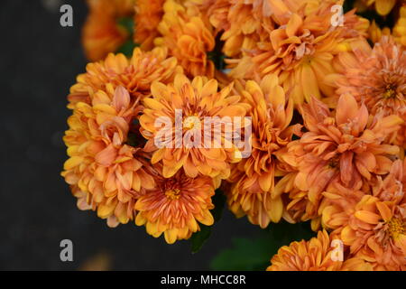 Orange, fleurs de souci, assez délicate Banque D'Images