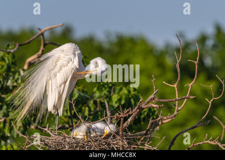 Grande Aigrette sur son nid avec les poussins à Smith Oaks Rookery at High Island, TX. Banque D'Images