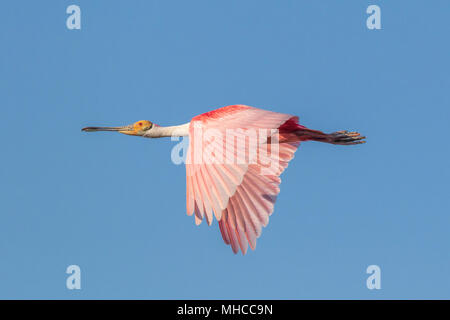 Roseate Spoonbill en vol à Smith Oaks Rookery at High Island, TX. Banque D'Images