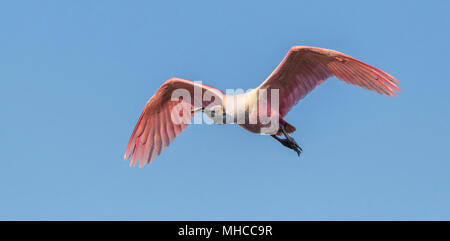 Roseate Spoonbill en vol à Smith Oaks Rookery at High Island, TX. Banque D'Images
