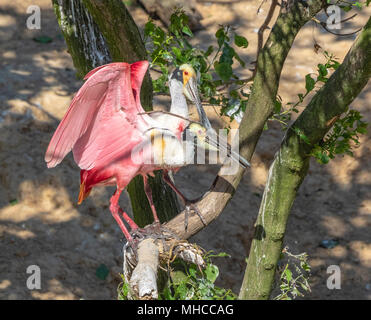 Roseate Spoonbill à Smith Oaks Rookery at High Island, TX. Banque D'Images