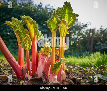 De nouvelles tiges de rhubarbe la germination dans un jardin au printemps Banque D'Images