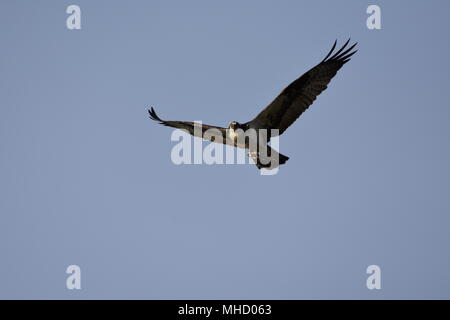 Un balbuzard pêcheur vole par dans le bleu du ciel au-dessus de la Las Gallinas étangs sanitaire avec un poisson fraîchement pêché dans ses serres. San Rafael, CA. Banque D'Images