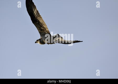 Un balbuzard pêcheur vole par dans le bleu du ciel au-dessus de la Las Gallinas étangs sanitaire avec un poisson fraîchement pêché dans ses serres. San Rafael, CA. Banque D'Images