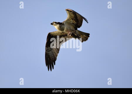 Un balbuzard pêcheur vole par dans le bleu du ciel au-dessus de la Las Gallinas étangs sanitaire avec un poisson fraîchement pêché dans ses serres. San Rafael, CA. Banque D'Images