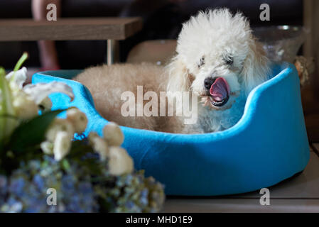 Poodle lécher son nez fixant en bleu lit. Funny dog licking nez Banque D'Images