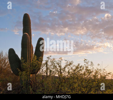 Un saguaro cactus avec les broussailles en Catalina State Park en Arizona sous un beau ciel du matin Banque D'Images