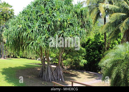 Pandanus tectorius, hala, dans un jardin botanique, Hawaii Banque D'Images
