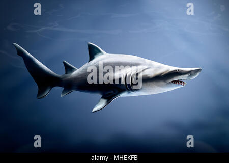 L'eau de mer tempérée et subtropicale sand tiger shark a souligné les dents saillantes 10 pieds de long Banque D'Images