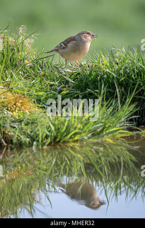 Verticale verticale portrait of a female chaffinch alimentation par le côté d'un étang avec son reflet dans l'eau Banque D'Images
