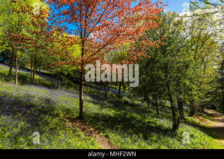 Jacinthes des bois pris dans le soleil du printemps, Emmetts Garden, Kent, UK Banque D'Images