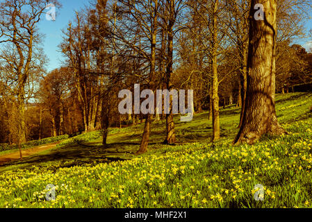 Les jonquilles capturés dans le soleil du matin à Cliveden, España Banque D'Images