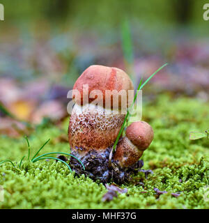 Le leccinum versipelle champignon, connu sous le nom de bouleau orange bolet Banque D'Images