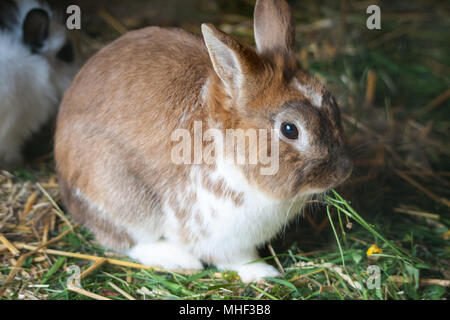 Lapin en libre pâturage (Oryctolagus cuniculus forma domestica) Banque D'Images