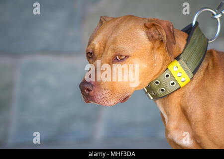 Pit Bull dog sur le collier et laisse Banque D'Images