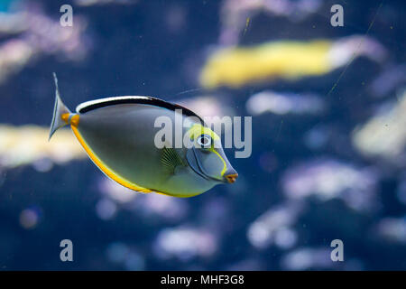 Des poissons dans un aquarium Banque D'Images