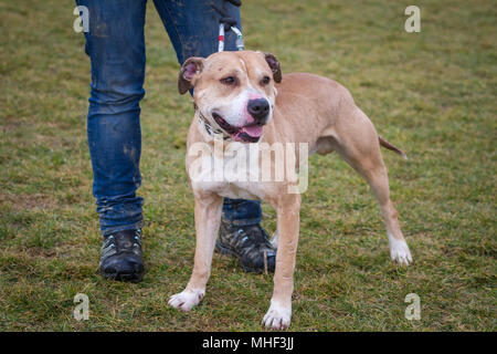 Pit Bull dog sur le collier et laisse Banque D'Images