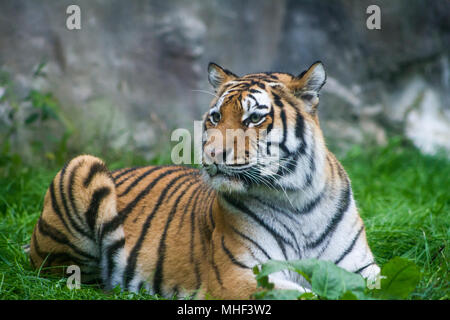 Tigre (Panthera tigris) en captivité Banque D'Images