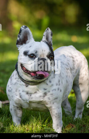 Blanc Noir piebald Bouledogue Français femelle sur une journée ensoleillée à l'ombre du jardin Banque D'Images