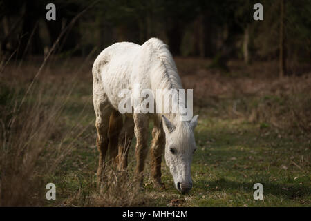 New Forest Poney blanc, le pâturage permanent Banque D'Images