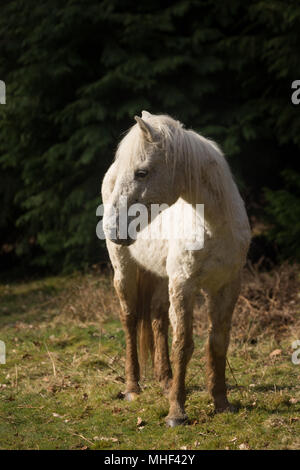 New Forest Poney blanc debout Banque D'Images