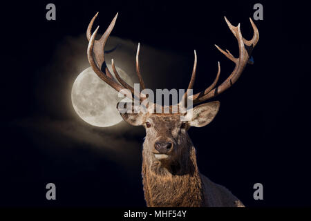 Red Deer mâle en vous regardant portrait portrait sur fond noir pleine lune Banque D'Images