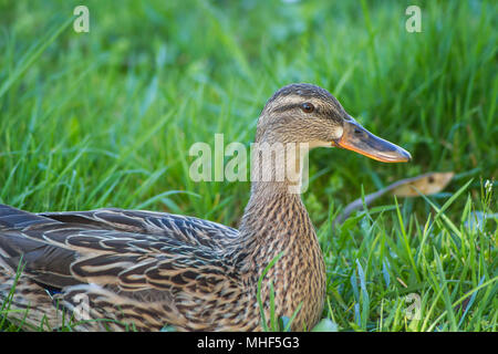 Le Canard colvert (Anas platyrhynchos) dans l'ombre sur une belle journée de printemps Banque D'Images