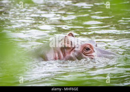 Hippopotamus amphibius Banque D'Images