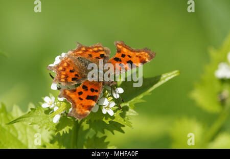 Un joli papillon virgule (Polygonia c-album) nectar sur une fleur de l'alliaire officinale (Alliaria petiolata). Banque D'Images