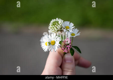 Nosegay de belles fleurs / daisies tenant dans les mains Banque D'Images