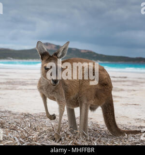 Kangourous sur la plage blanche de Lucky Bay, Cape Le Grand National Park, Australie occidentale Banque D'Images