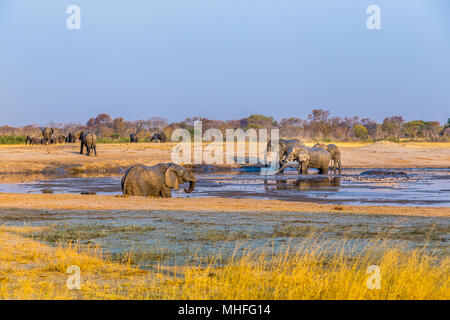 Recueillir des éléphants par l'un des points d'eau restants au cours d'une sécheresse dans le parc national de Hwange, Banque D'Images