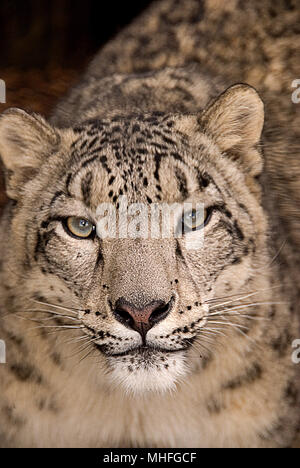 Snow Leopard fixant droit devant, portrait Banque D'Images