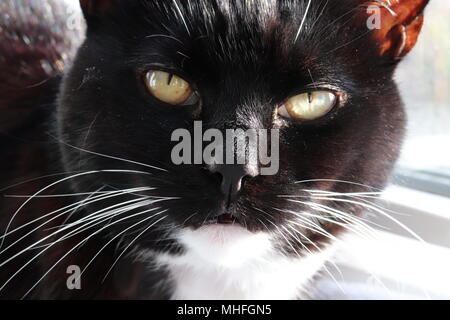 Cat Close-up Banque D'Images