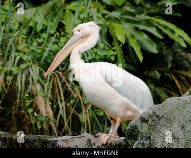 Great Eastern le Pélican blanc Pelecanus onocrotalus ou d'oiseaux sur le terrain Banque D'Images