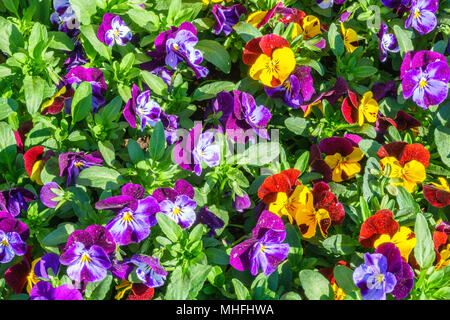 La floraison colorée pense dans un jardin Banque D'Images