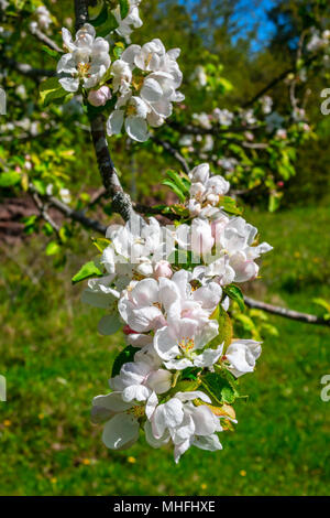Des fleurs sur une branche d'arbre Banque D'Images
