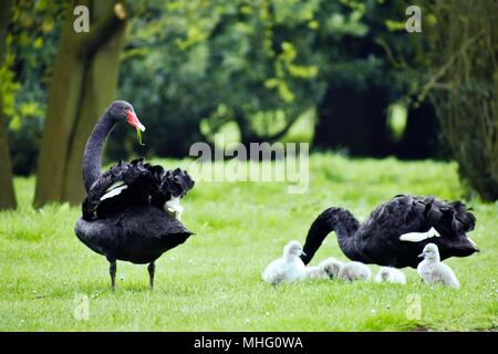 Black Swan famille prises à Dumbleton Hall Hotel dans les Cotswolds Banque D'Images