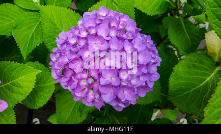 Violet / mauve / Hydrangea macrophylla Lavande fleur plante, améthyste, vert feuillage feuille de belles couleurs nature concept, idéal pur Banque D'Images