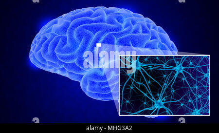 Cerveau humain sur fond sombre. 3D render Banque D'Images