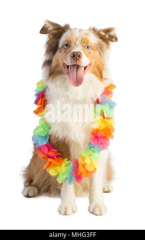 American shepherd avec collier de fleurs sur fond blanc Banque D'Images