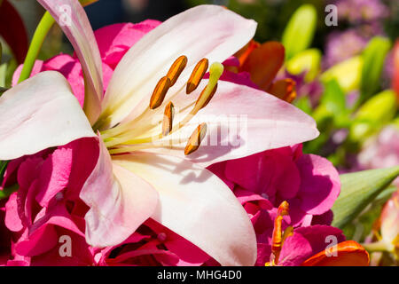 Close-up of a pink lily (Lilium candidum) fleurs Banque D'Images