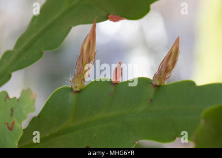 Philippe Soulier 'Feuille', Cactus Epiphyllum (Bladkaktus) Banque D'Images