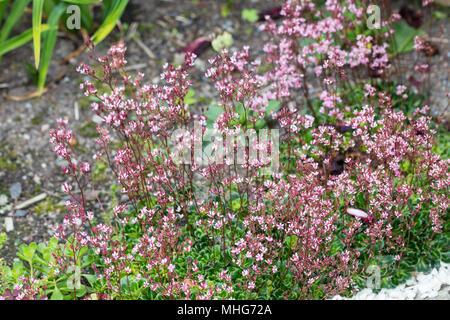 London Pride, Porslinsbräcka (Saxifraga urbium) Banque D'Images