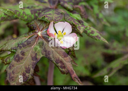 Apple peut l'Himalaya, Chinois (Mandarin) hippeastrum (Podophyllum hexandrum var chinensis) Banque D'Images